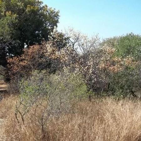 Aloes Bush Stay Hoedspruit Exteriör bild