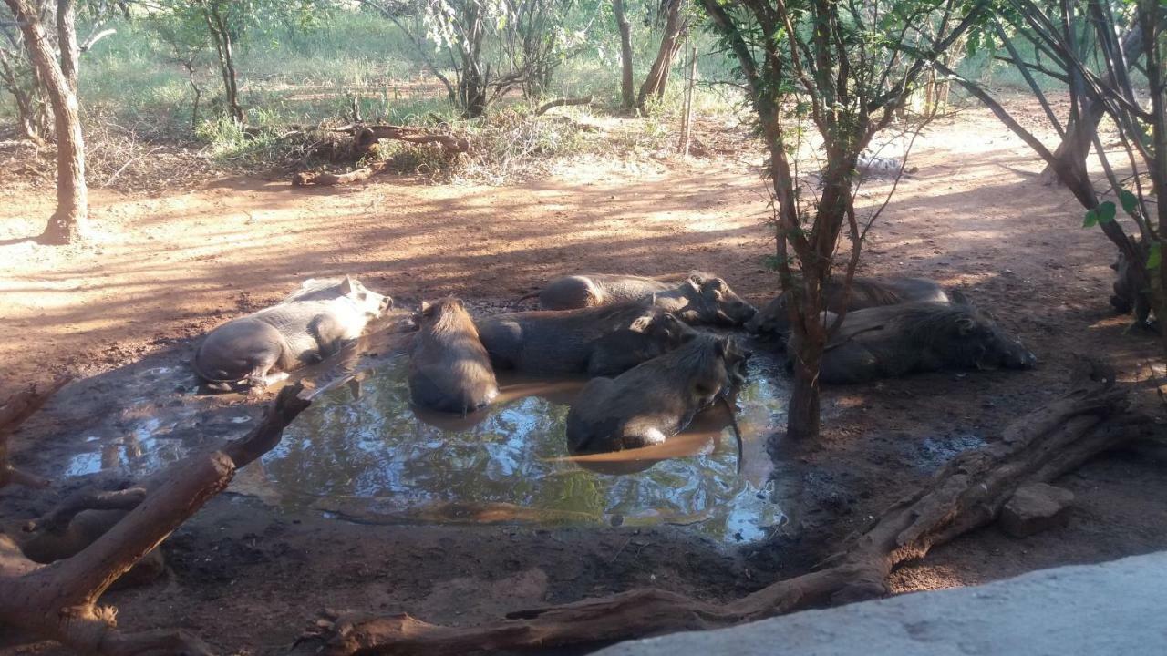 Aloes Bush Stay Hoedspruit Exteriör bild