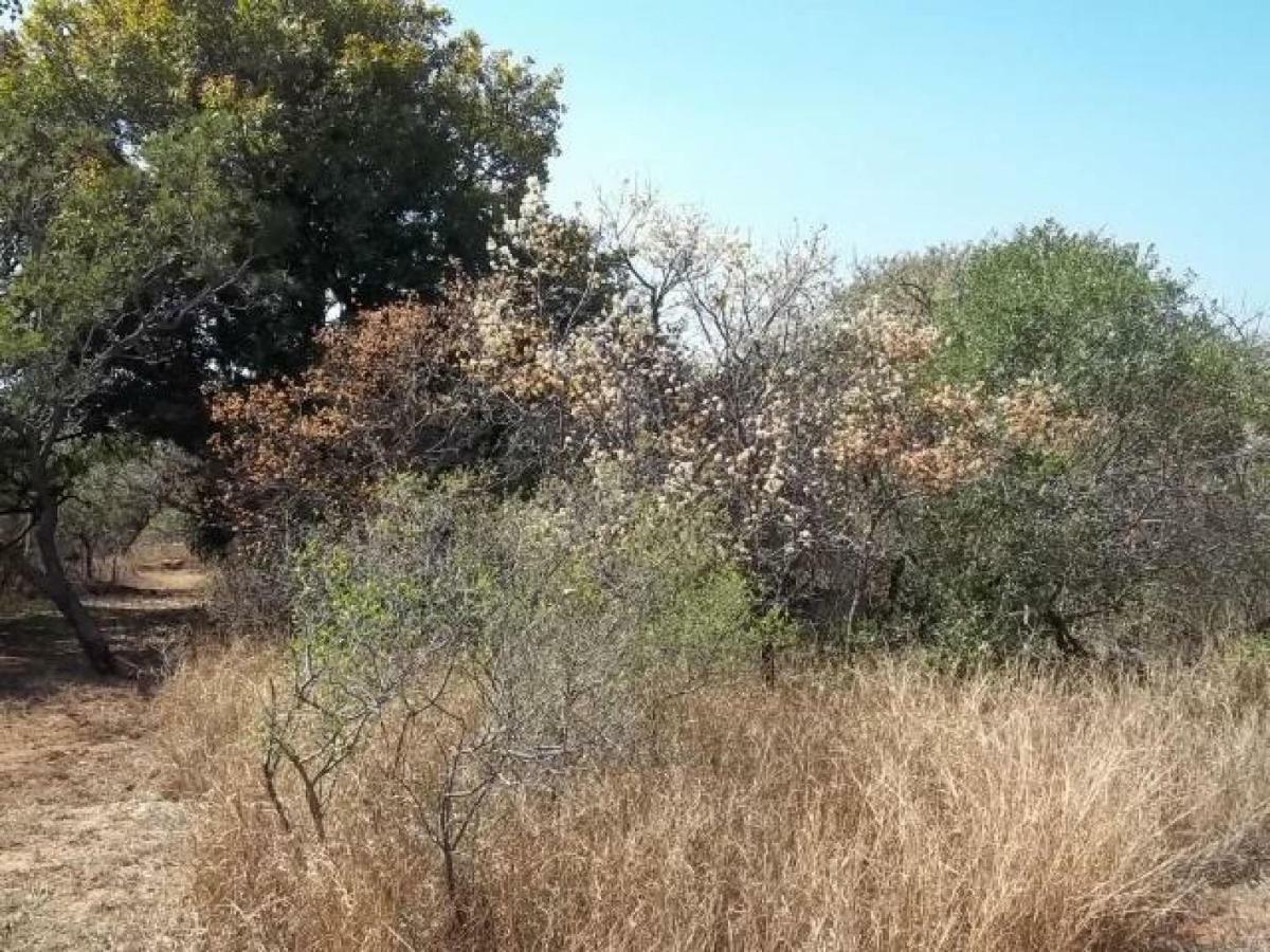 Aloes Bush Stay Hoedspruit Exteriör bild