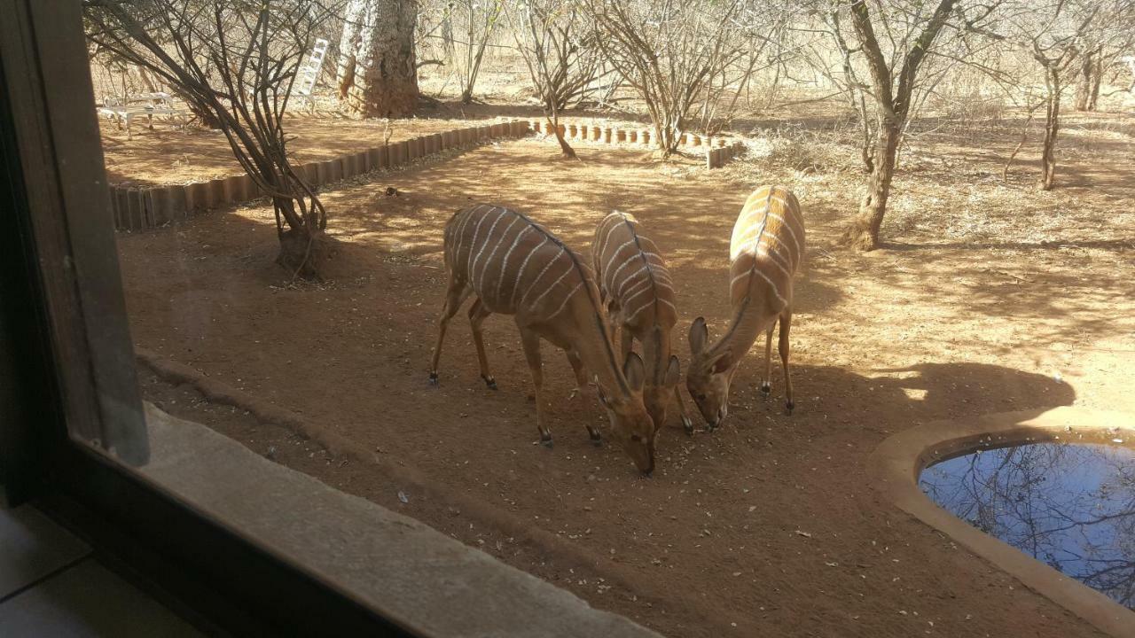 Aloes Bush Stay Hoedspruit Exteriör bild